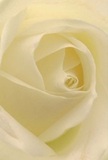 This photograph immerses you in the heart of a creamy white rose, as if you are enveloped in its silk-soft petals, basking in their subtle, dew-kissed glow. The tightly spiraled unfurling draws the eye inward, where gentle shadows pool among the ivory folds, lending an impression of serene luminosity. The mood here is peaceful and contemplative, reminiscent of a new day dawning over the rooftops of Bermondsey or the sense of calm in quiet corners of Maltby Street Market. As a florist who loves the area's vibrant mix of tradition and renewal, I see this rose as Bermondsey's purest emblem of reverence-a flower chosen to honor life's turning points, from heartfelt farewells to fresh beginnings. There's a sense of understated strength in the perfect arrangement of each petal, conveying the thoughtful intention behind every bouquet. The scent imagined here is delicate and sweet, softening the edges of the day and providing a gentle comfort wherever the flower finds its home. This close perspective allows you to almost feel the artistry and care in every curve, making the rose not just a bloom, but a compassionate gesture designed for sharing in life's most significant local moments.